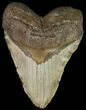 Fossil Megalodon Tooth - Very Heavy #66129-1